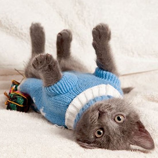 Cats That Look Like Pinup Girls
