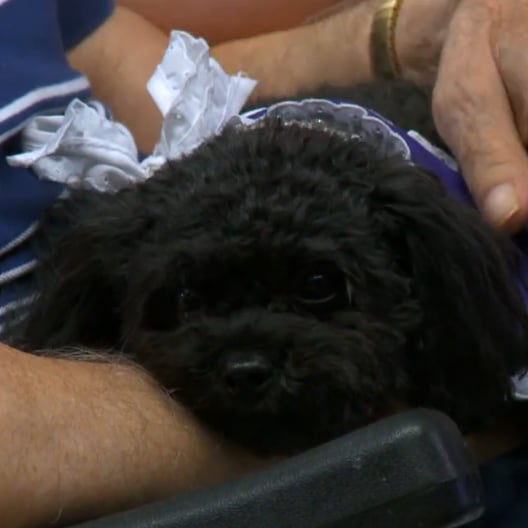 Dog Visits Nursing Home