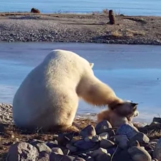 Polar Bear Petting Dog Video