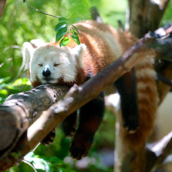 Animals Sleeping Pictures