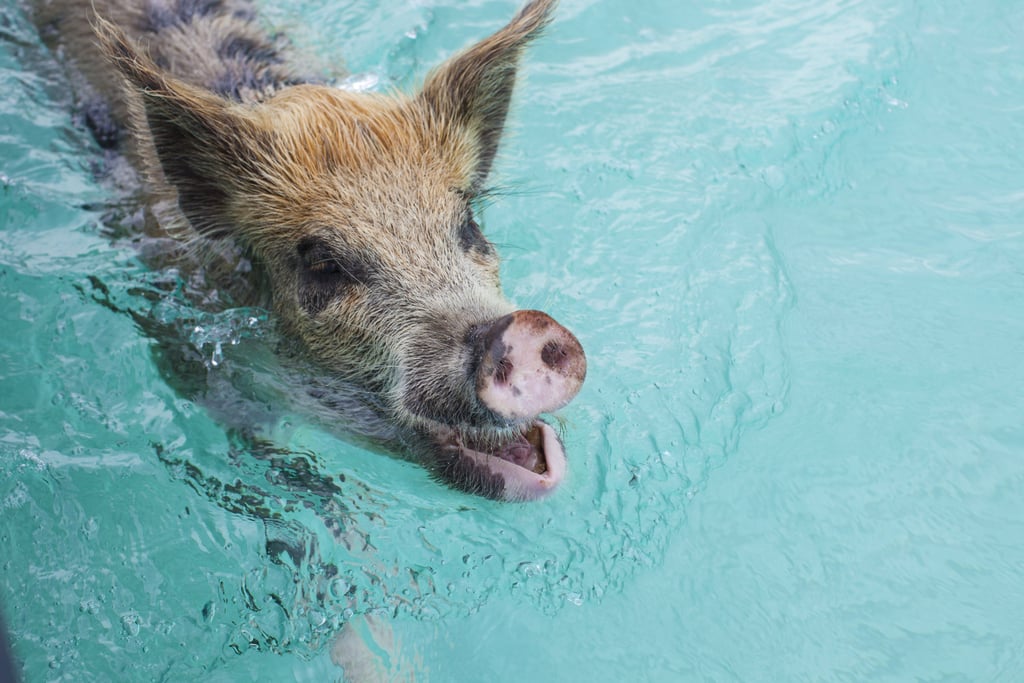 Exotic Animal Vacations POPSUGAR Pets