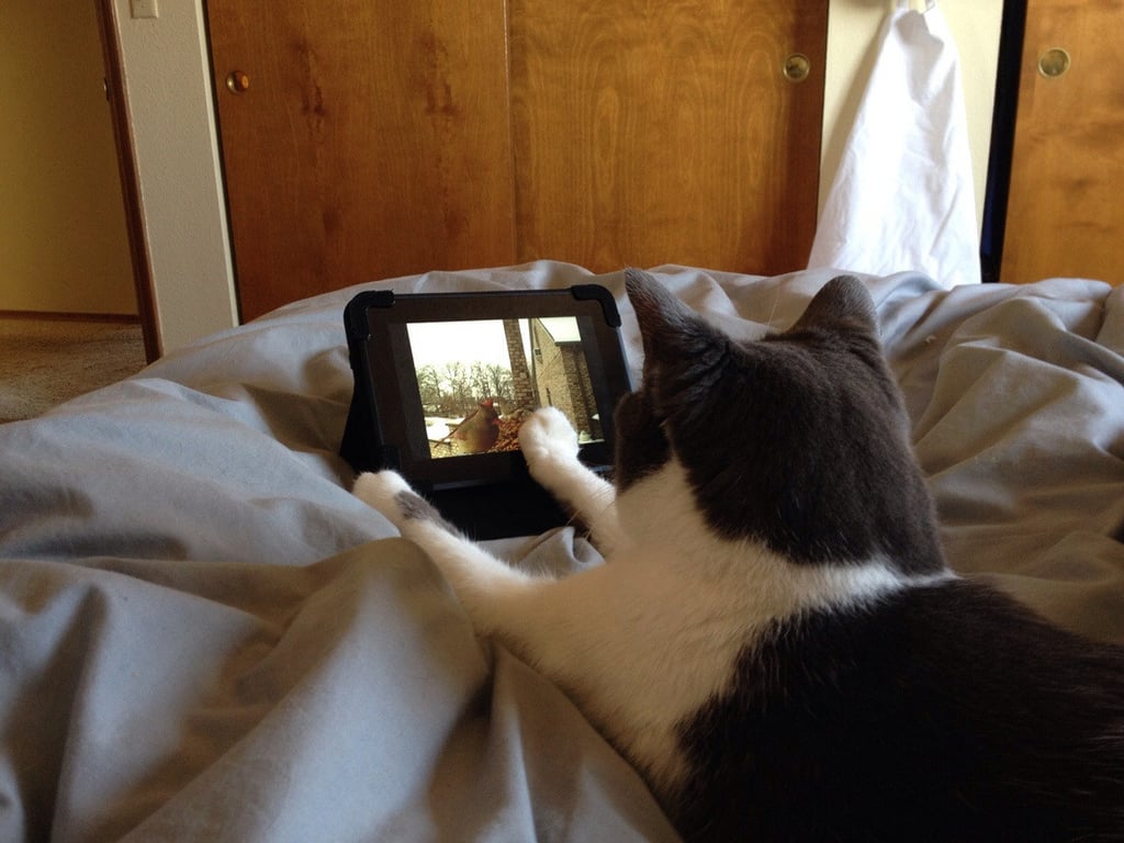 Before My Mom Leaves The House She Sets Up The Kindle So The Cat