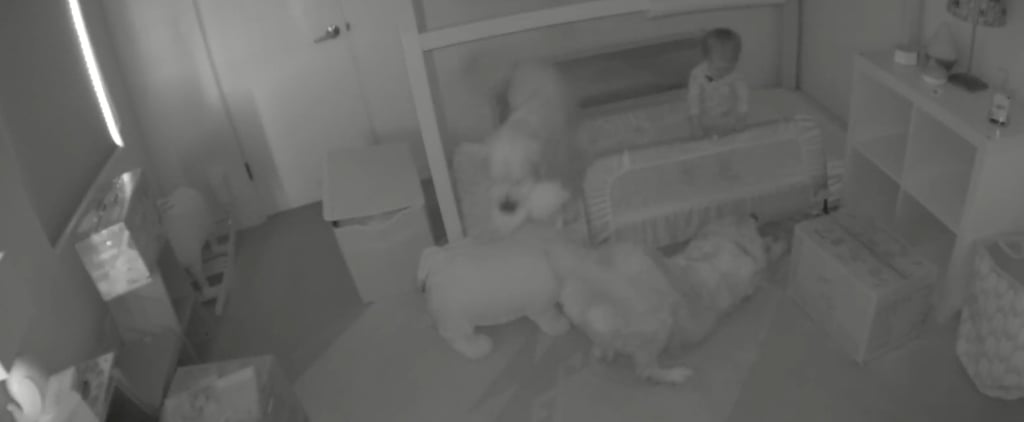 Toddler Escapes Room With Help of Dogs
