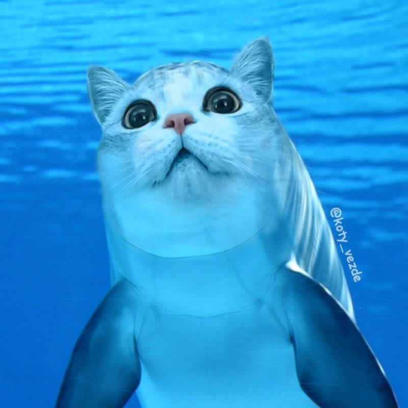 Dolphin With a Cat's Face