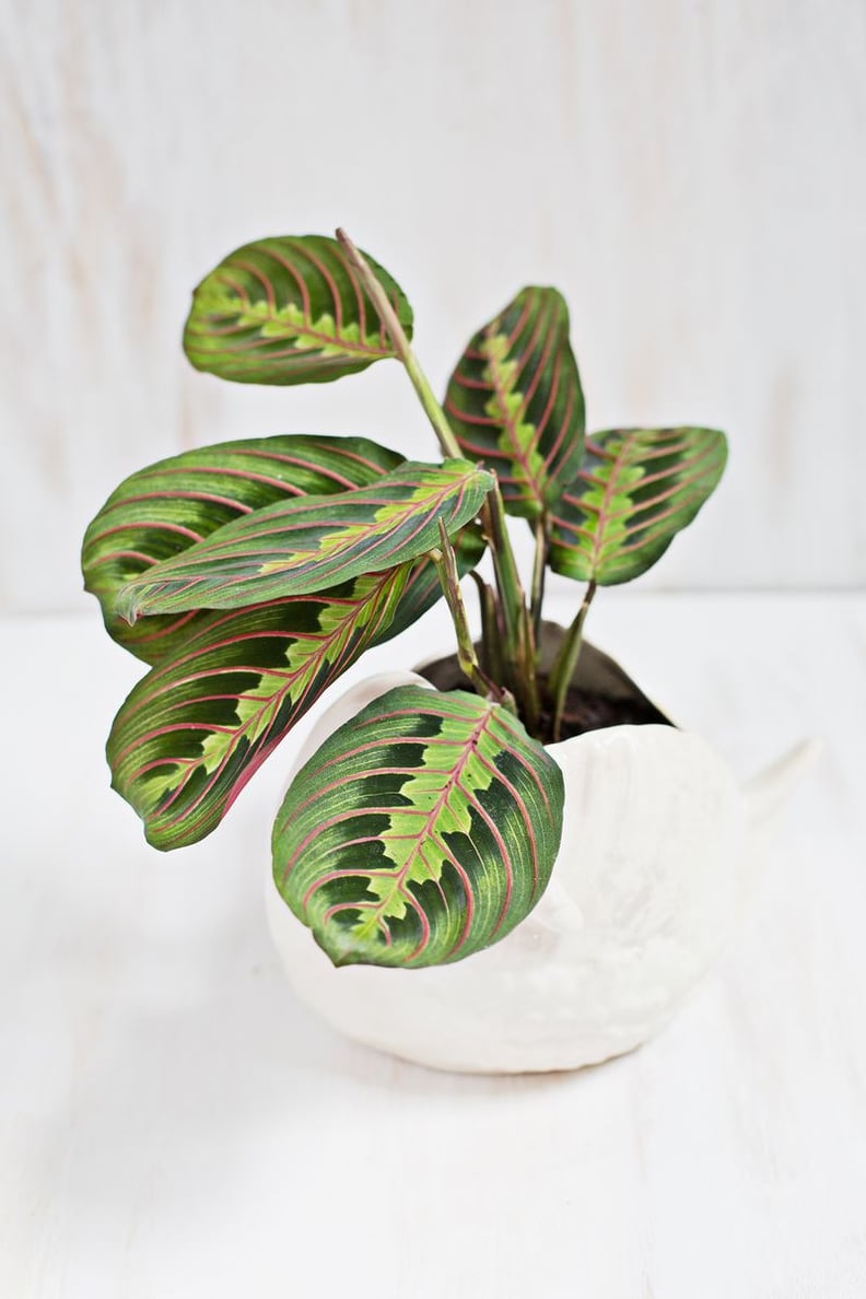 For the Animal-Lover: Prayer Plant / Rabbit's Tracks