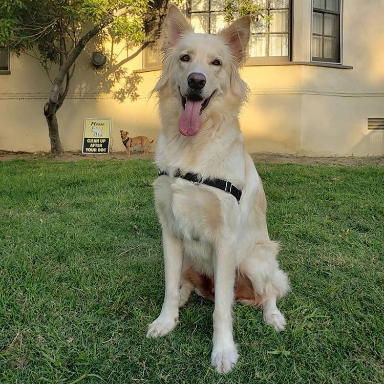 white german shepherd golden retriever mix