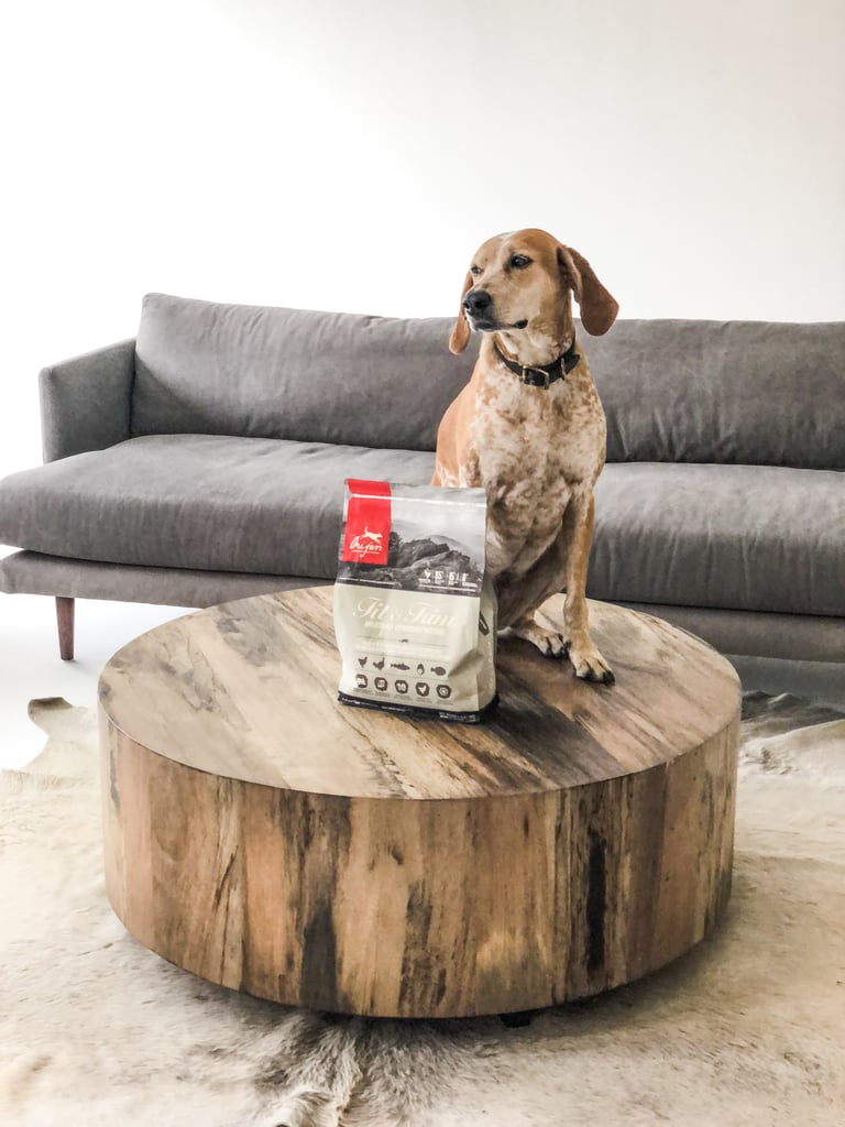 Getting Your Dog's Attention How to Take Good Photos of Dogs