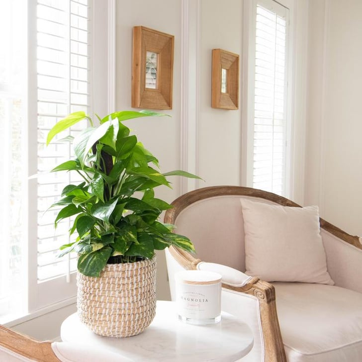 Woven Grass Planter Check Out Magnolia's New Summer 2020 Collection