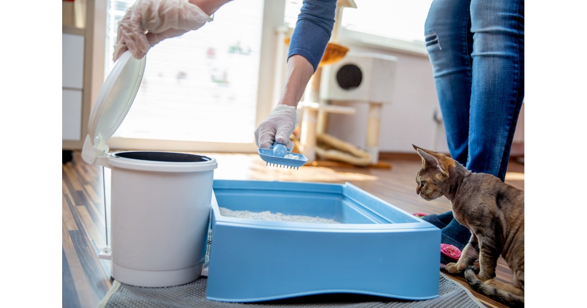 Scoop the Litter Twice a Day How to Control Litter Box Odor