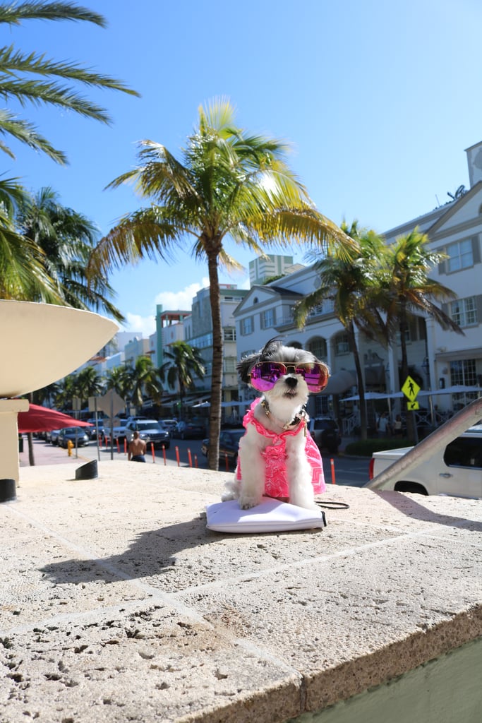 Tinkerbelle the Dog in Miami