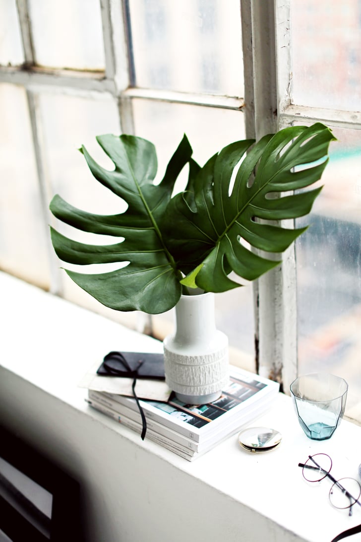 Dust the Leaves Houseplant Tips POPSUGAR Home Photo 8
