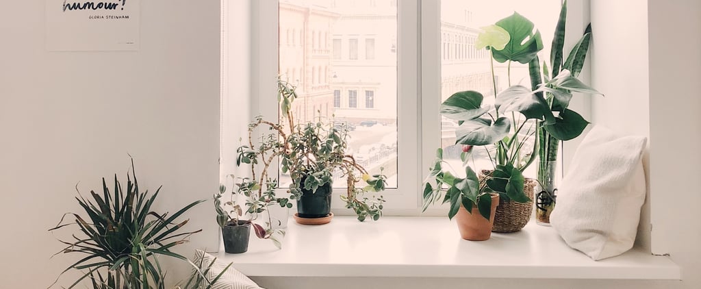 Best Houseplants For Allergy Sufferers