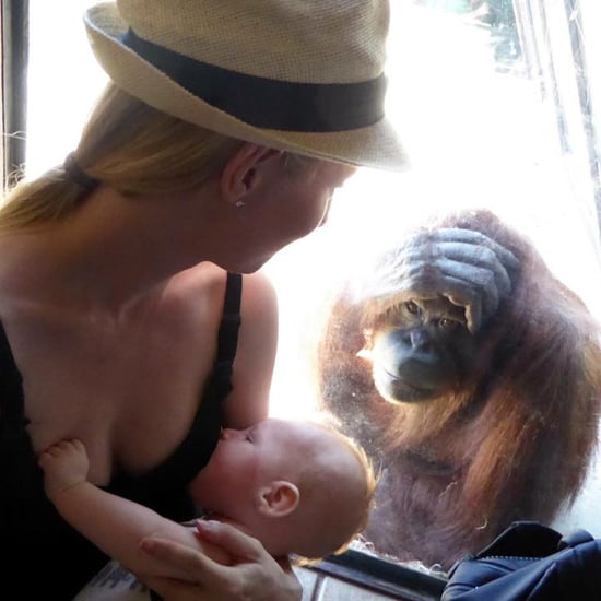 Orangutan Watching Mom Breastfeed Baby at Zoo