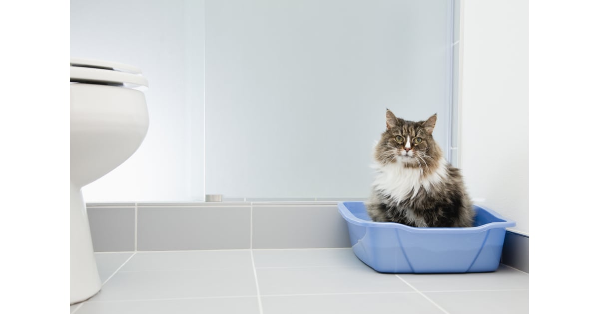 Add Baking Soda to the Litter How to Control Litter Box Odor