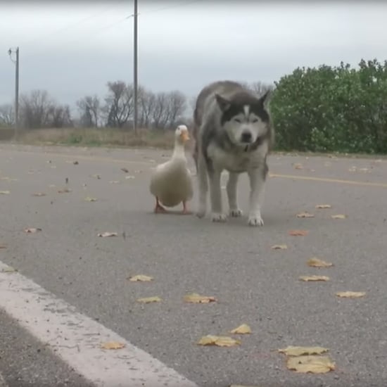 Best Friends Max the Dog, Quackers the Duck in Minnesota