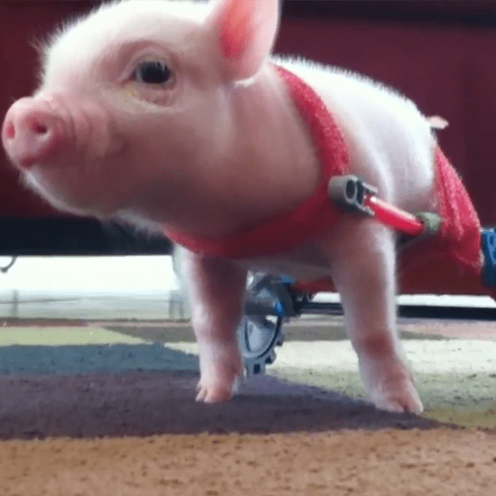 Baby Animals With Special Needs | Video