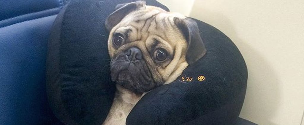 Doug the Pug Video