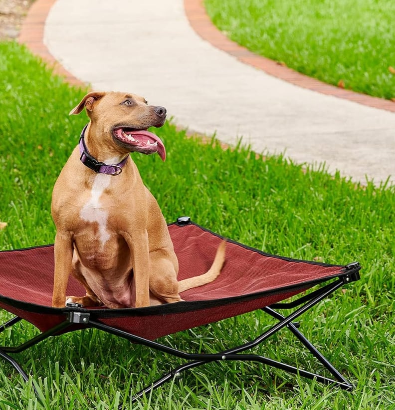 Best Elevated Folding Dog Bed