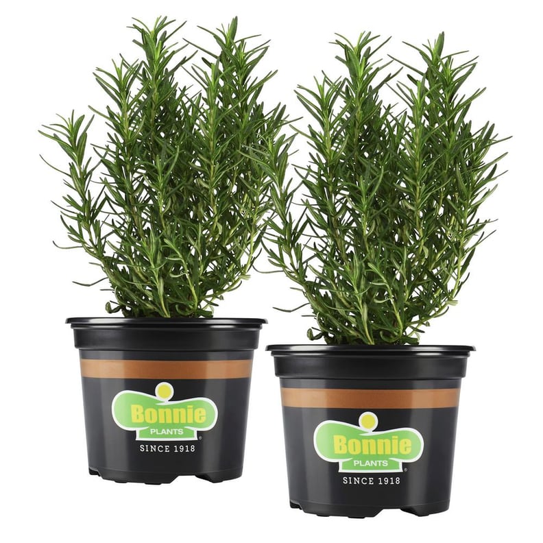 Rosemary Plant