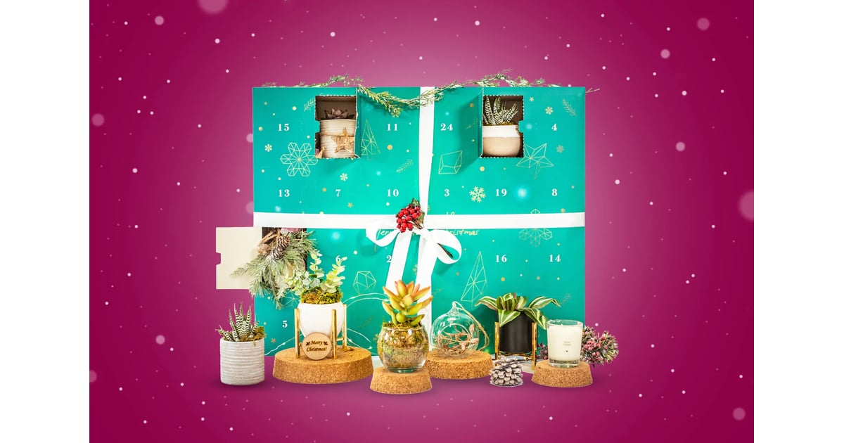 Unique Advent Calendars 2022 The Urban Botanist Pam Plant Advent