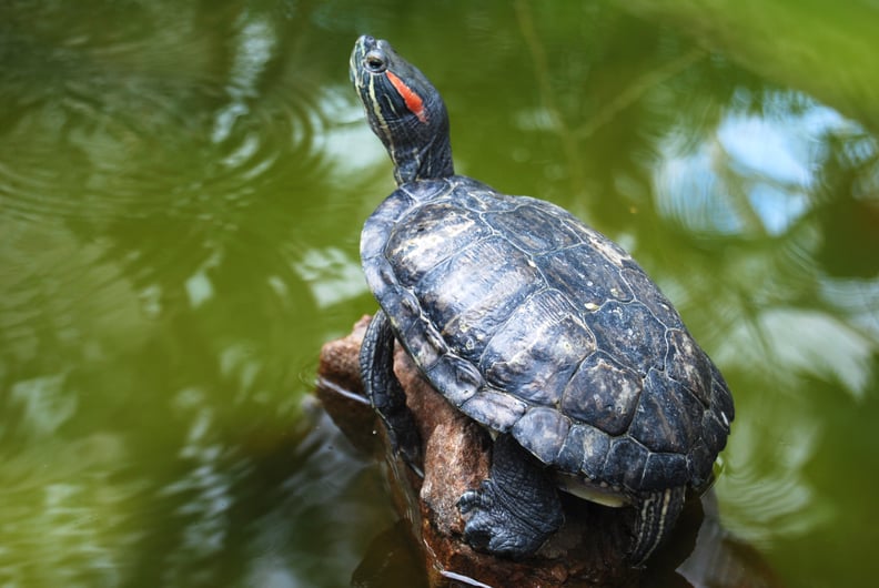 Taurus (April 20-May 20): Red Eared Slider Turtle