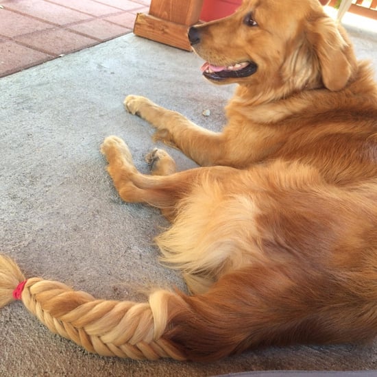 Golden Retriever With Braided Tail