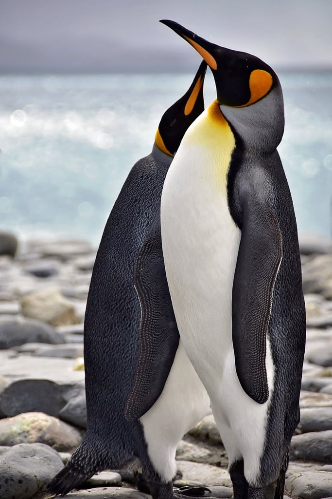 Antarctica King Penguins