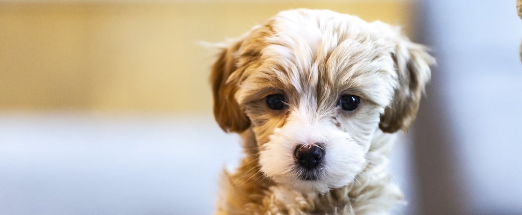 How to Create a Routine For Your Puppy