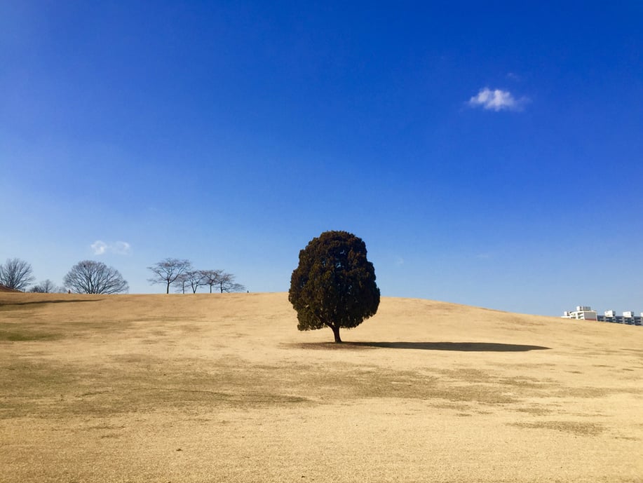 "The exaggerated scale of a shadow, like the one cast by the tree, can add an element of interest to a stark landscape."