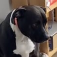 This Pit Bull's Defeated Reaction to Getting Kicked Out of His Bed by a Cat Is Hilarious
