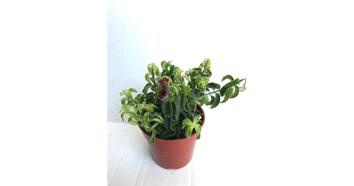 Curly Lipstick Plant Best Indoor Flower Plants For Beginners
