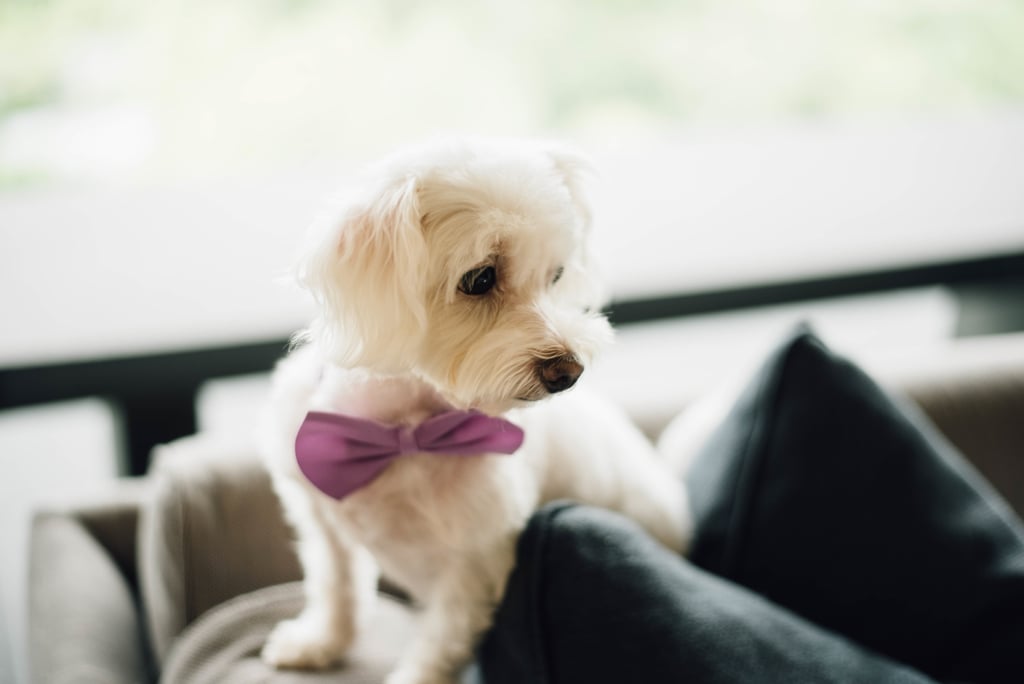 Companies That Allow Dogs POPSUGAR Money Career