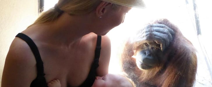 Orangutan Watching Mom Breastfeed Baby at Zoo