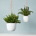 12 Gorgeous Hanging Plants You'll Get Excited About