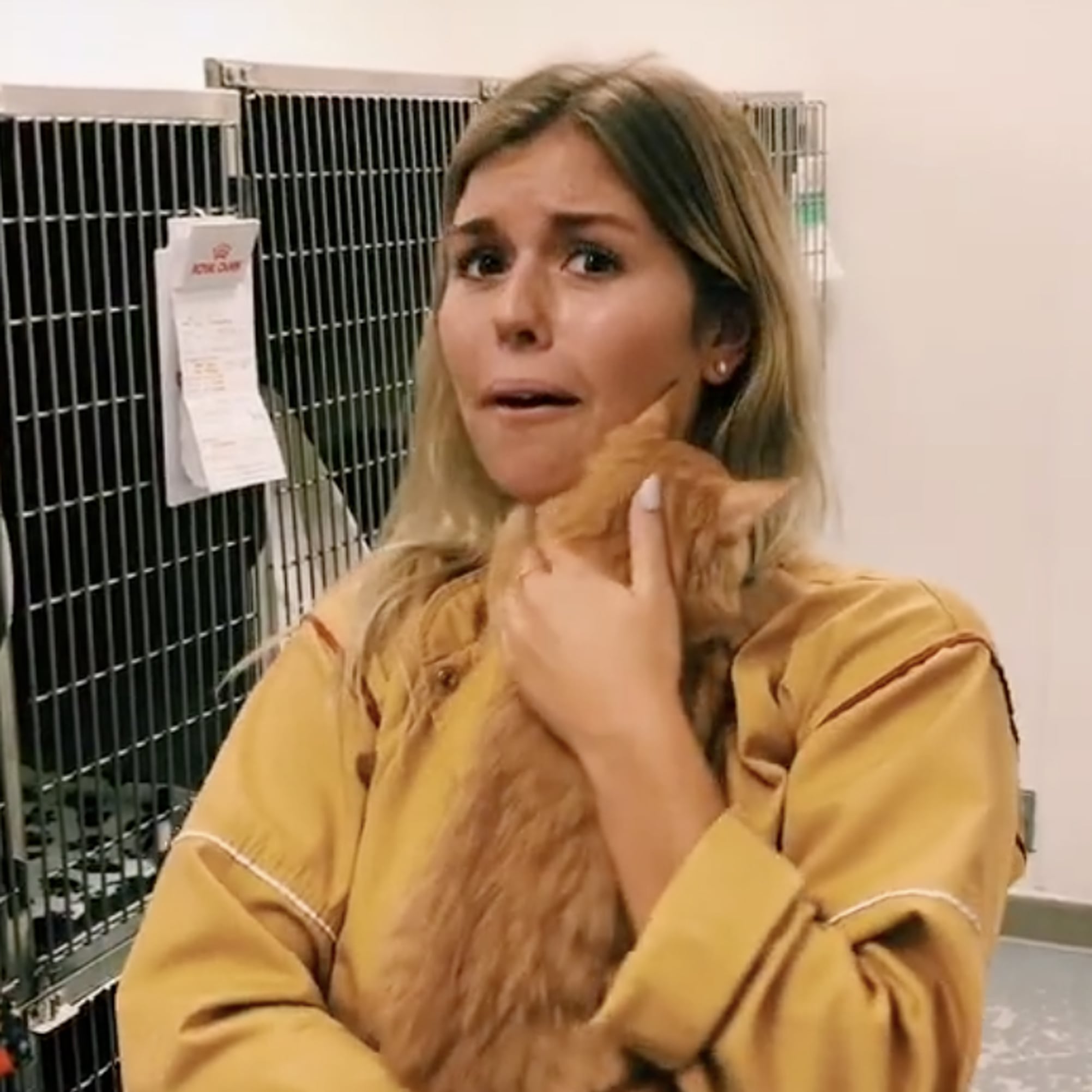 Video Of Shelter Cat Hugging His New Owner On Tiktok Popsugar Pets