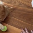 Golden Retriever Plays the Laziest Game of Fetch in History, and I Feel Her