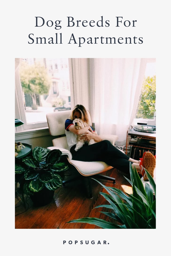 Best Dog Breeds For Small Apartments POPSUGAR Pets Photo 12