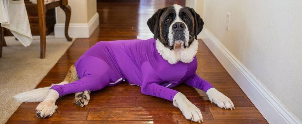 Shed Defender Dog Leotards