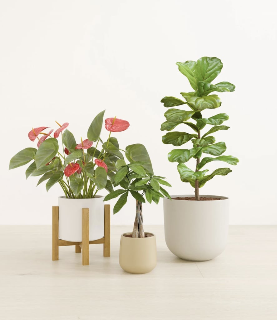 EasyPlant Fresh Starts Vital Trio Collection