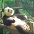 We're All Out of Excuses After Seeing This Panda Doing Sit-Ups