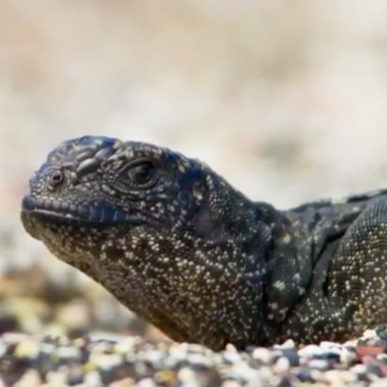 Iguana Running From Snakes on Planet Earth II