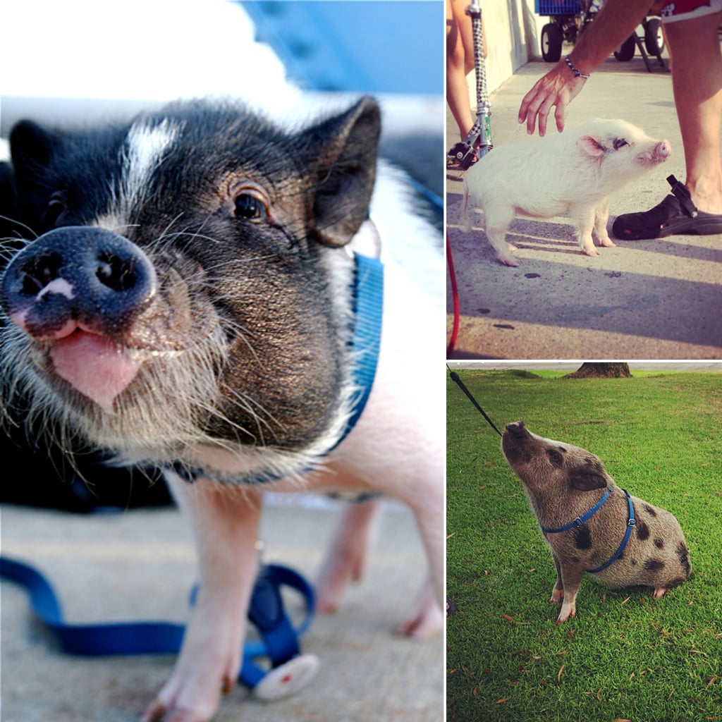 Pigs on Leashes POPSUGAR Pets