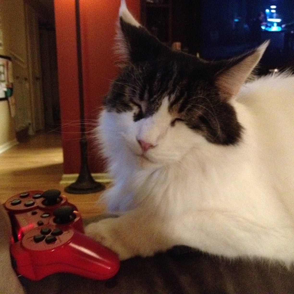 Cats Playing Video Games POPSUGAR Tech