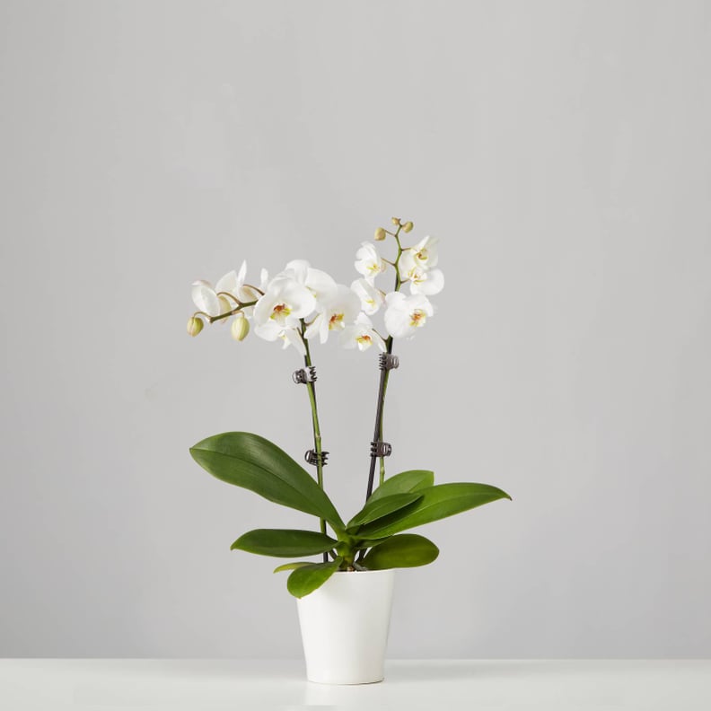 Phalaenopsis Orchid Plant