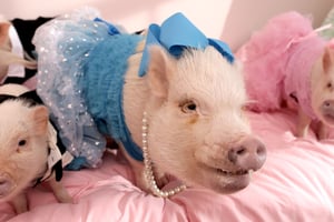 Here's What It's Like to Own America's Most Pampered Pigs