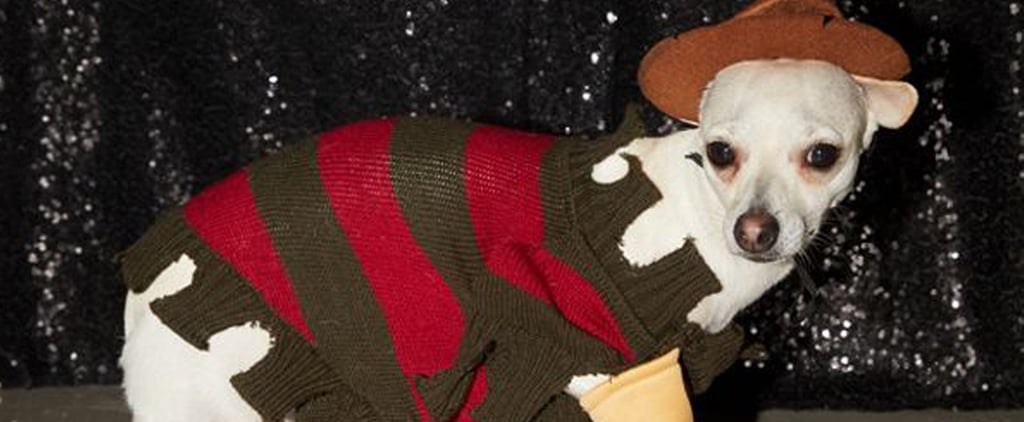 Freddy Krueger Halloween Costume For Dogs