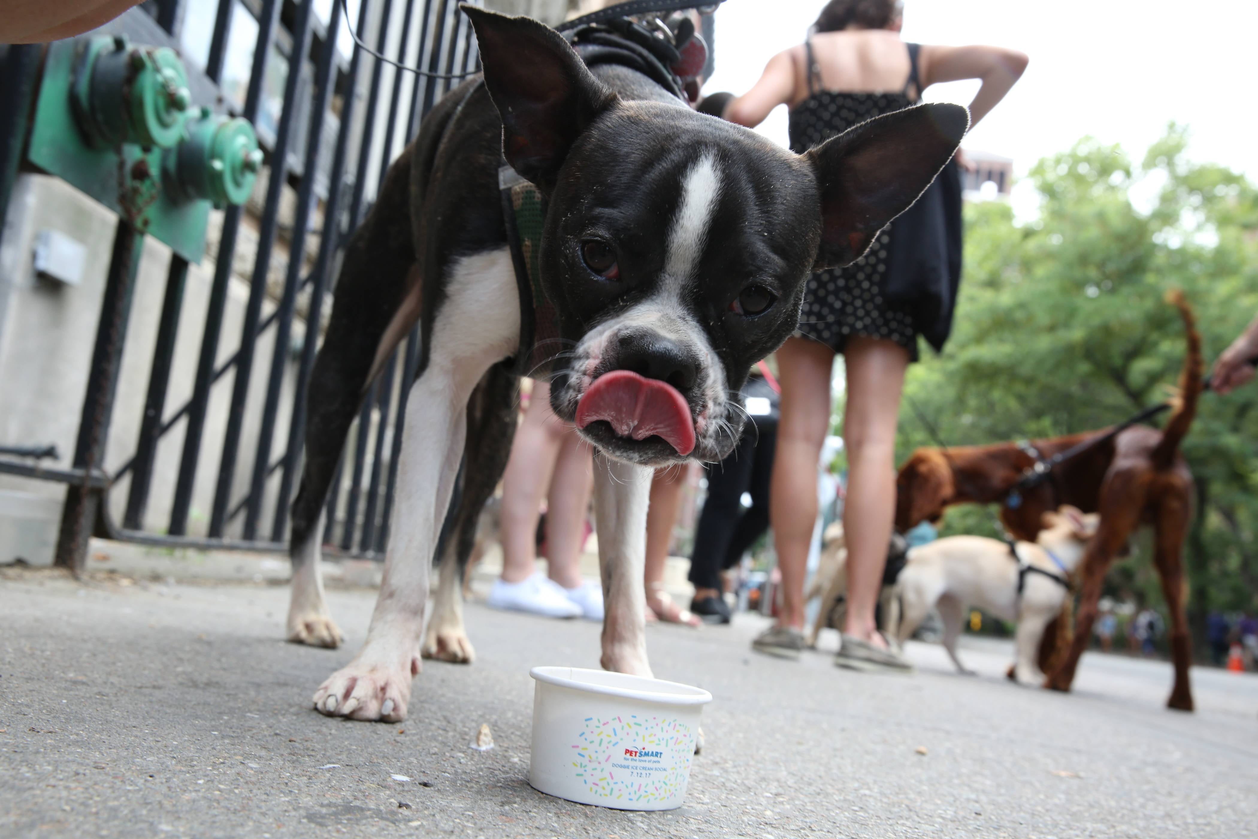 Petsmart free dog ice cream shop