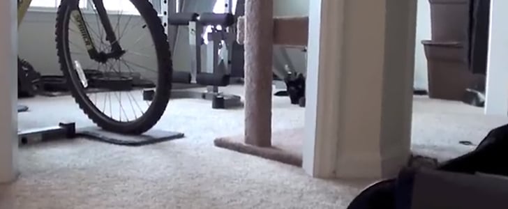 Attack Cat I Video