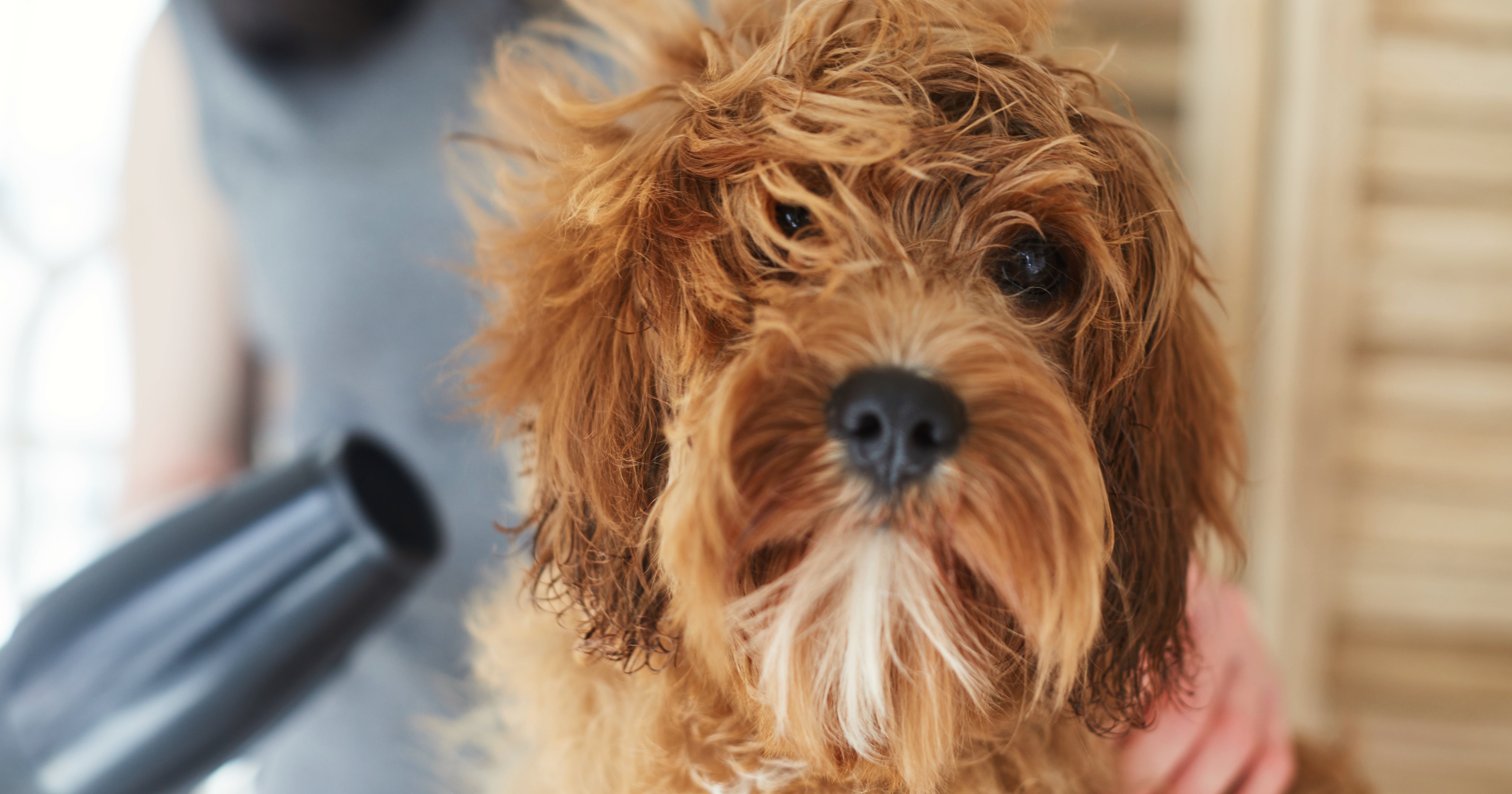 Dog online fur knots