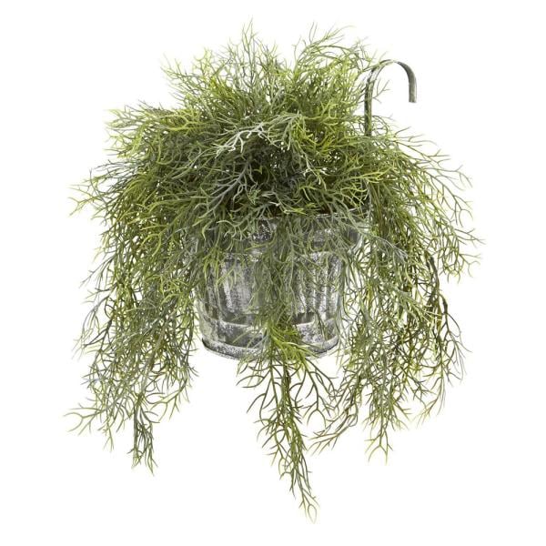 Tillandsia Moss